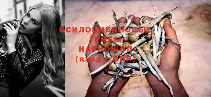 Псилоцибиновые грибы Psilocybe  Духовщина 